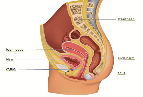 bekken_vrouw.jpeg