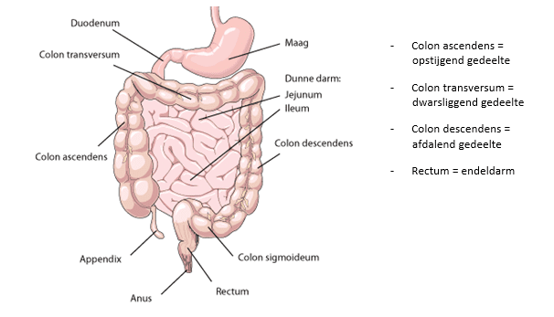 illustratie binnenkant dikke darm