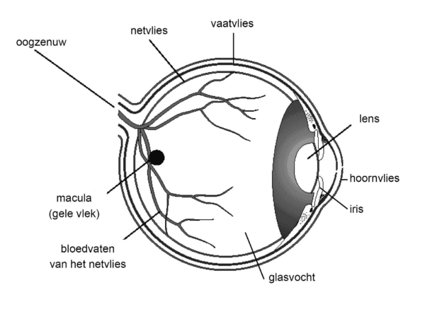doorsnede_oog.jpeg
