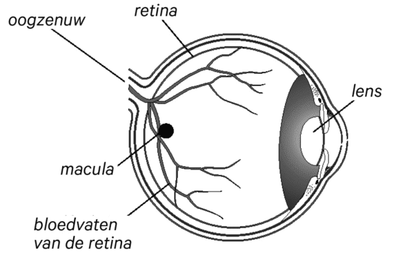 illustratie binnenkant van het oog