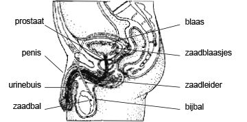 man_geslacht.jpg