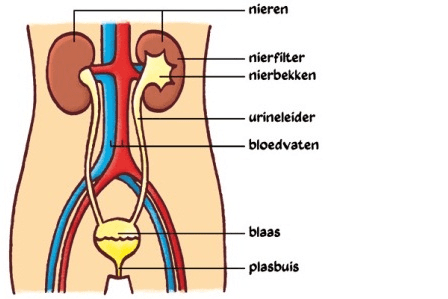 nieren_en_urinewegen.jpg