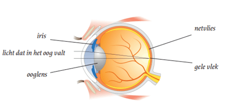 plaatje_oog.png