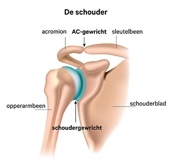 schouder_anatomie_350px_1.jpg
