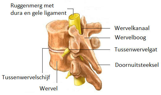 het wervelkanaal met de wervelboog