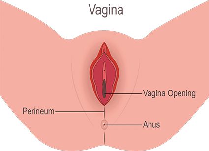 vrouwelijk geslachtsorgaan